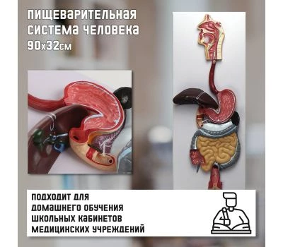 Макет "Пищеварительная система человека": увлекательное путешествие в мир анатомии!