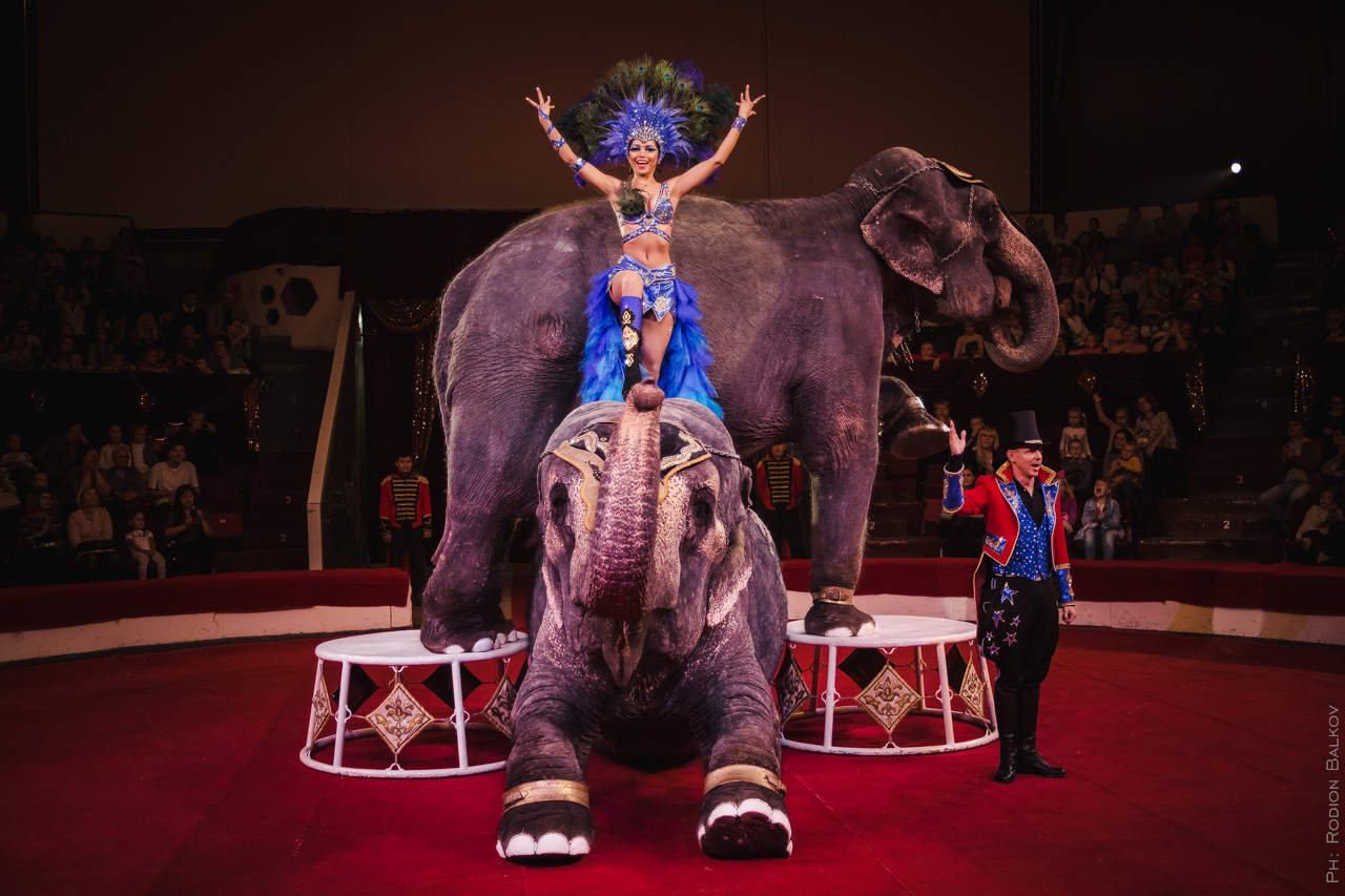 Развлечение цирк. Слон Дженни в цирке. Современный цирк. Цирк шоу слонов.