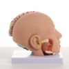 Макет «Голова человека» разборная 20х20х15 см – Высококачественная анатомическая модель, изображение 2