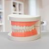 Макет "Челюсти человека": погрузитесь в увлекательный мир анатомии зубов!, изображение 2