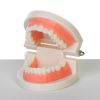 Макет "Челюсти человека": погрузитесь в увлекательный мир анатомии зубов!, изображение 3