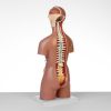 Макет "Торс женщины": идеальный выбор для изучения анатомии!, изображение 4