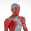 Макет "Тело человека" 82см: Изучение анатомии с увлечением, изображение 5