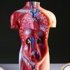 Реалистичный макет торса человека: идеальный инструмент для обучения и практики., изображение 8