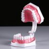 Макет "Челюсти человека": увлекательное погружение в мир анатомии зубов!, изображение 4