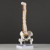 Макет «Позвоночник человека» 44x12см – реалистичное и детальное учебное пособие для анатомии, изображение 2