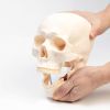 Макет "Череп Человека": Увлекательное изучение анатомии., изображение 2