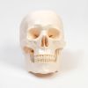 Макет "Череп Человека": Увлекательное изучение анатомии., изображение 4
