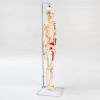 Анатомическая модель скелета человека с гнущимся позвоночником: изучайте человеческое тело с удовольствием!, изображение 2