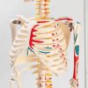 Анатомическая модель скелета человека с гнущимся позвоночником: изучайте человеческое тело с удовольствием!, изображение 4