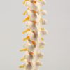 Макет "Позвоночник человека": погрузитесь в удивительный мир анатомии!, изображение 5