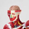 Анатомическая модель человеческого тела: изучайте анатомию с удовольствием!, изображение 2 Анатомическая модель человеческого тела: изучайте анатомию с удовольствием!, изображение 2