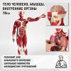 Анатомическая модель человеческого тела: изучайте анатомию с удовольствием! Анатомическая модель человеческого тела: изучайте анатомию с удовольствием!