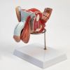 Анатомическая модель половых органов мужчины 18x14x18 см, изображение 4