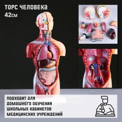 Макет «Торс человека» 42см