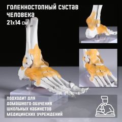 Макет «Голенностопный сустав человека» 21x20см