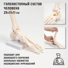 Макет «Голеностопный сустав» 25x11x11см