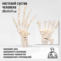 Макет «Кистевой сустав» 25x11x11см