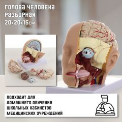 Макет «Голова человека» разборная, 20х20х15см