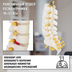 Макет «Поясничный отдел позвоночника» 18x12x8см