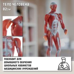 Макет «Тело человека», 82см