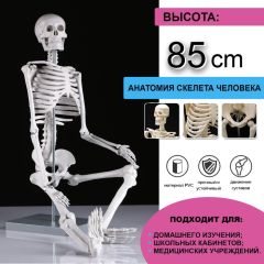 Макет «Скелет человека» 85см