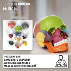 Макет «Череп человека» разноцветный разборный, 14x10x11см