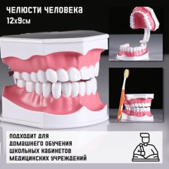 Макет «Челюсти человека» 12x9см