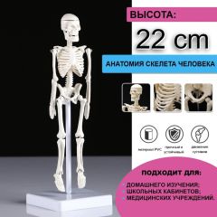 Макет «Скелет человека» 22см