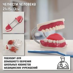 Макет «Челюсти человека» 21x15x13см