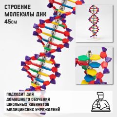 Макет «Строение молекулы ДНК", 45см