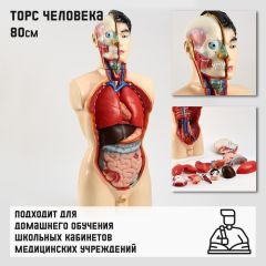 Макет «Торс человека» 80см
