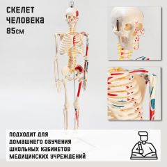 Макет «Скелет человека» 85см