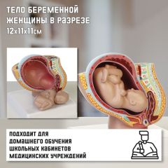 Макет «Тело беременной женщины в разрезе» 12x11x11см