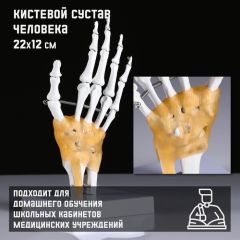 Макет «Кистевой сустав человека» 22x12см