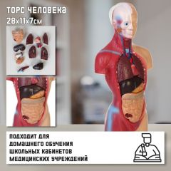 Макет «Торс человека» разборный 28x11x7см