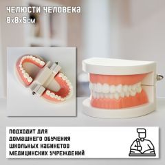Макет «Челюсти человека» 8x8x5см