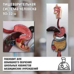 Макет «Пищеварительная система человека» 90x32см