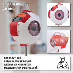 Макет «Глаз человека» 21x14см