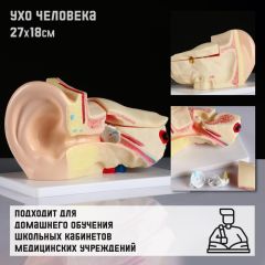 Макет «Ухо человека» 27x18см