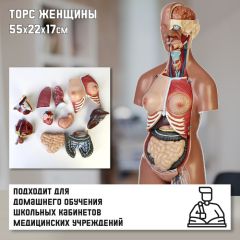 Макет «Торс женщины», разборный, 55x22x17см
