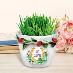 Растущий подарок, трава в горшочке «На удачу»