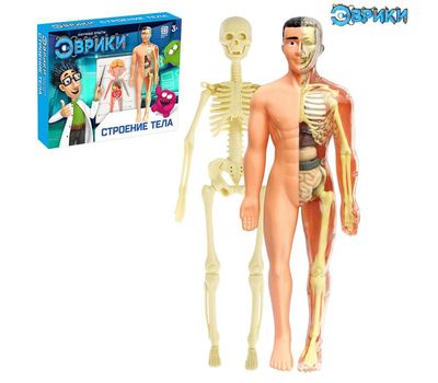 Научный опыт «Строение тела», изображение 2