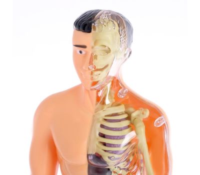 Научный опыт «Строение тела», изображение 5