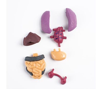 Научный опыт «Строение тела», изображение 10