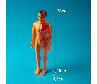 Научный опыт «Строение тела», изображение 8