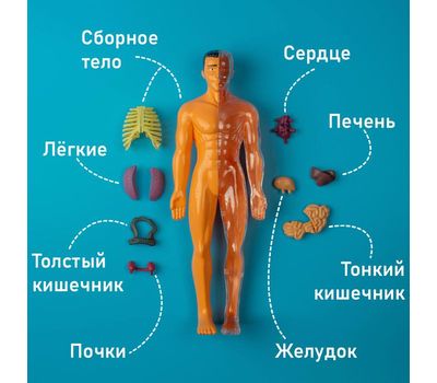 Научный опыт «Строение тела», изображение 6