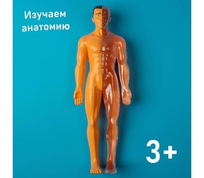 Научный опыт «Строение тела», изображение 9