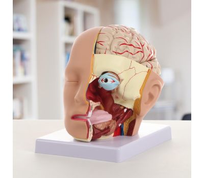 Макет «Голова человека» разборная 20х20х15 см – Высококачественная анатомическая модель, изображение 3