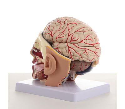 Макет «Голова человека» разборная 20х20х15 см – Высококачественная анатомическая модель, изображение 4